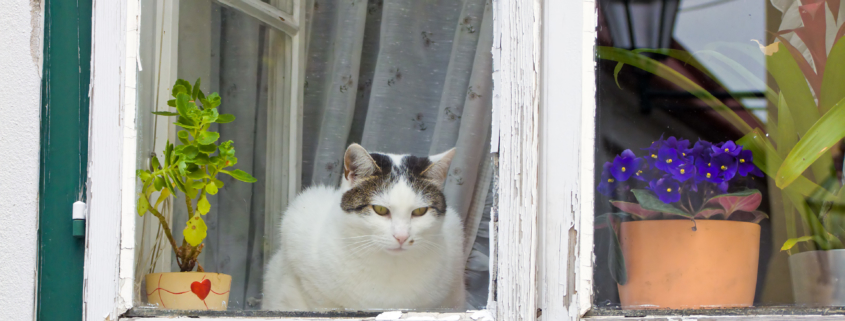 Katze guckt aus dem Fenster und guckt raus § Foto: colourbox